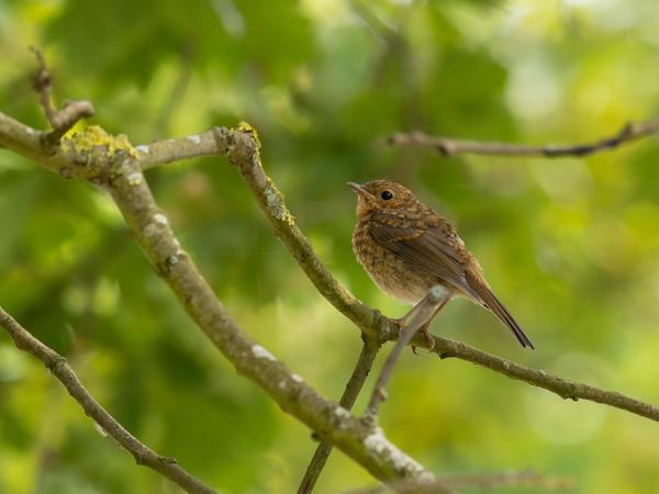 Roodborst (Erithacus rubecula)